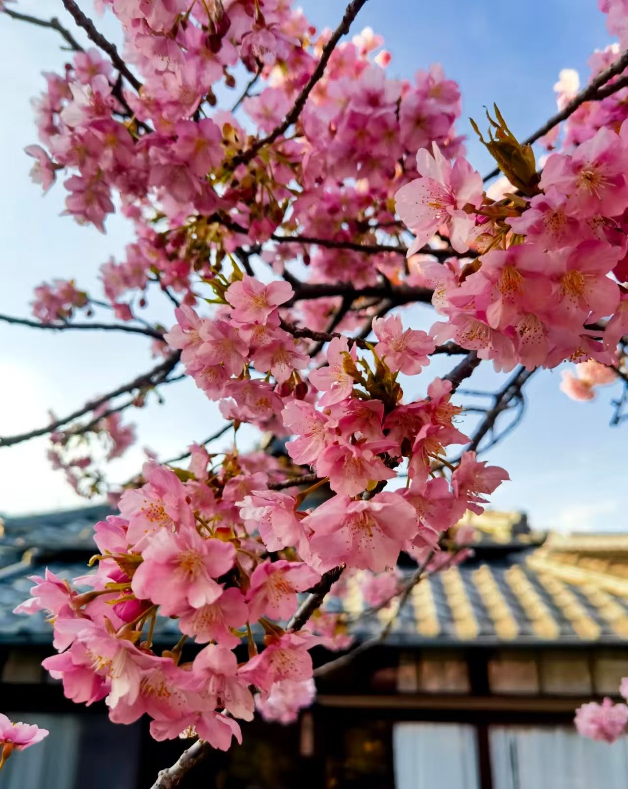 🌸 别府樱花季旺季｜住进新别府庄，私享院内限定樱花浪漫✨